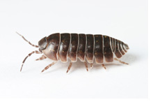 Image - Pill Bug